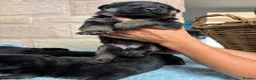 German Shepherd dogs for sale: Purebred big boned pedigree puppies - Advert 8