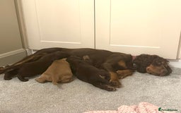 Cocker Spaniel dogs for sale: Cocker Spaniel Puppies- ready 17/12/25 - Advert 9