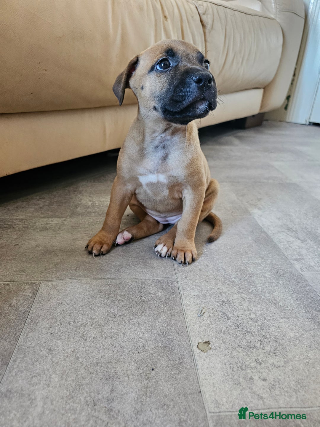 Bullmastiff dogs for sale: Bullmastiff puppy female  - Image 4
