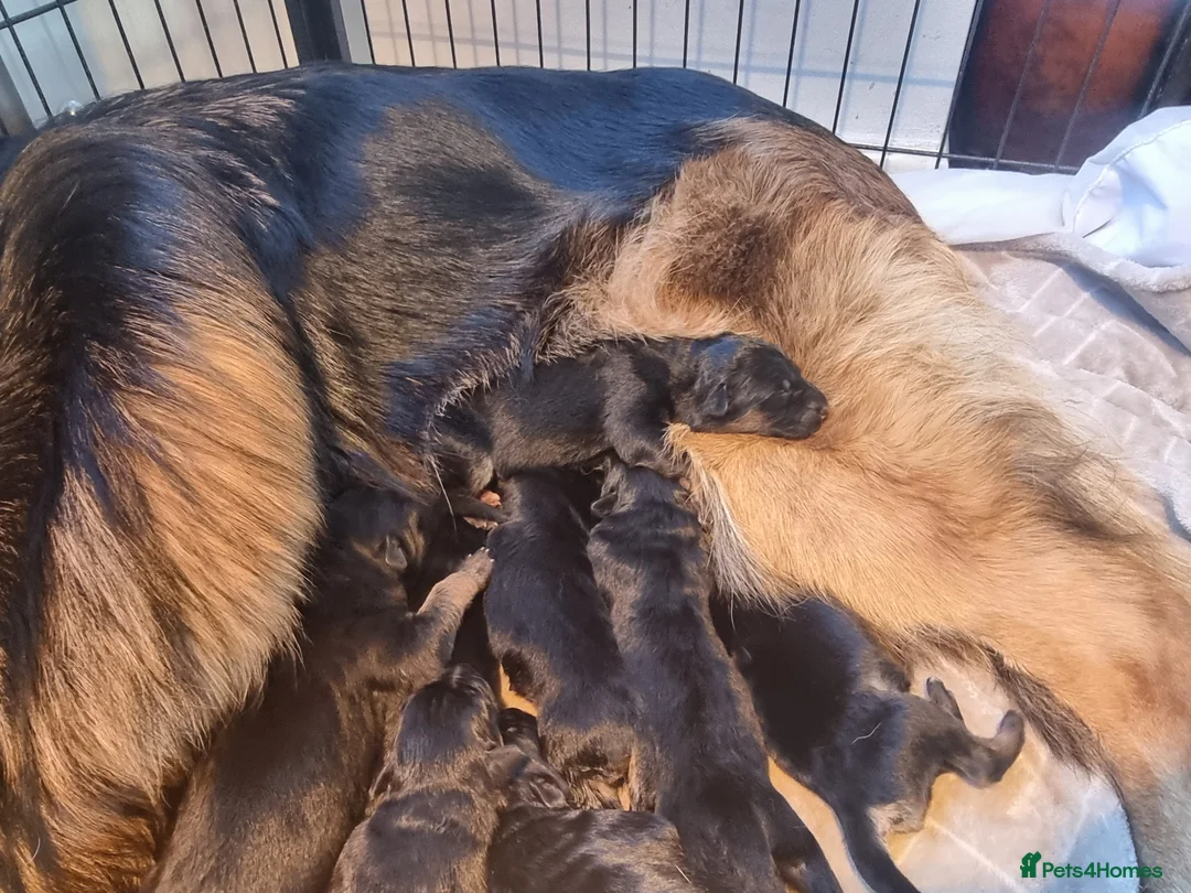 German Shepherd dogs for sale: German shepherd long hair strach back - Advert 2