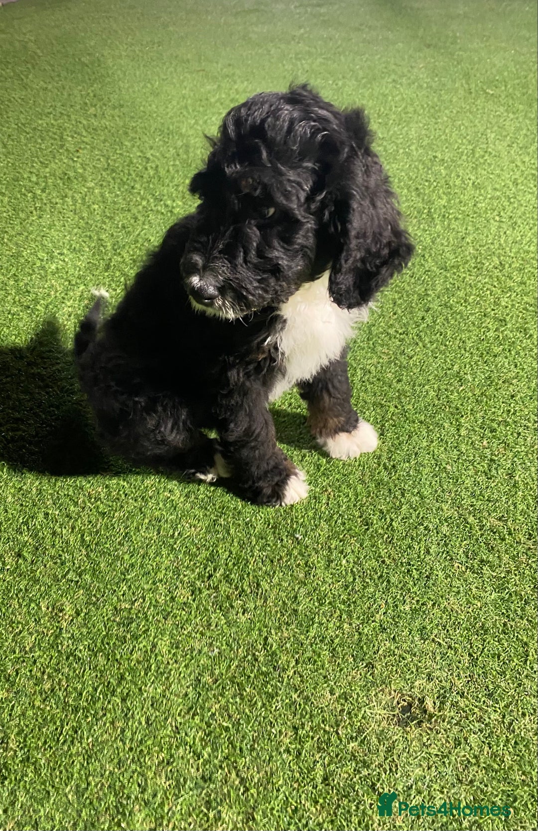 Bernedoodle dogs for sale: Tri-colour Bernedoodle  puppies  - Advert 10