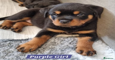Rottweiler dogs - Advert 14