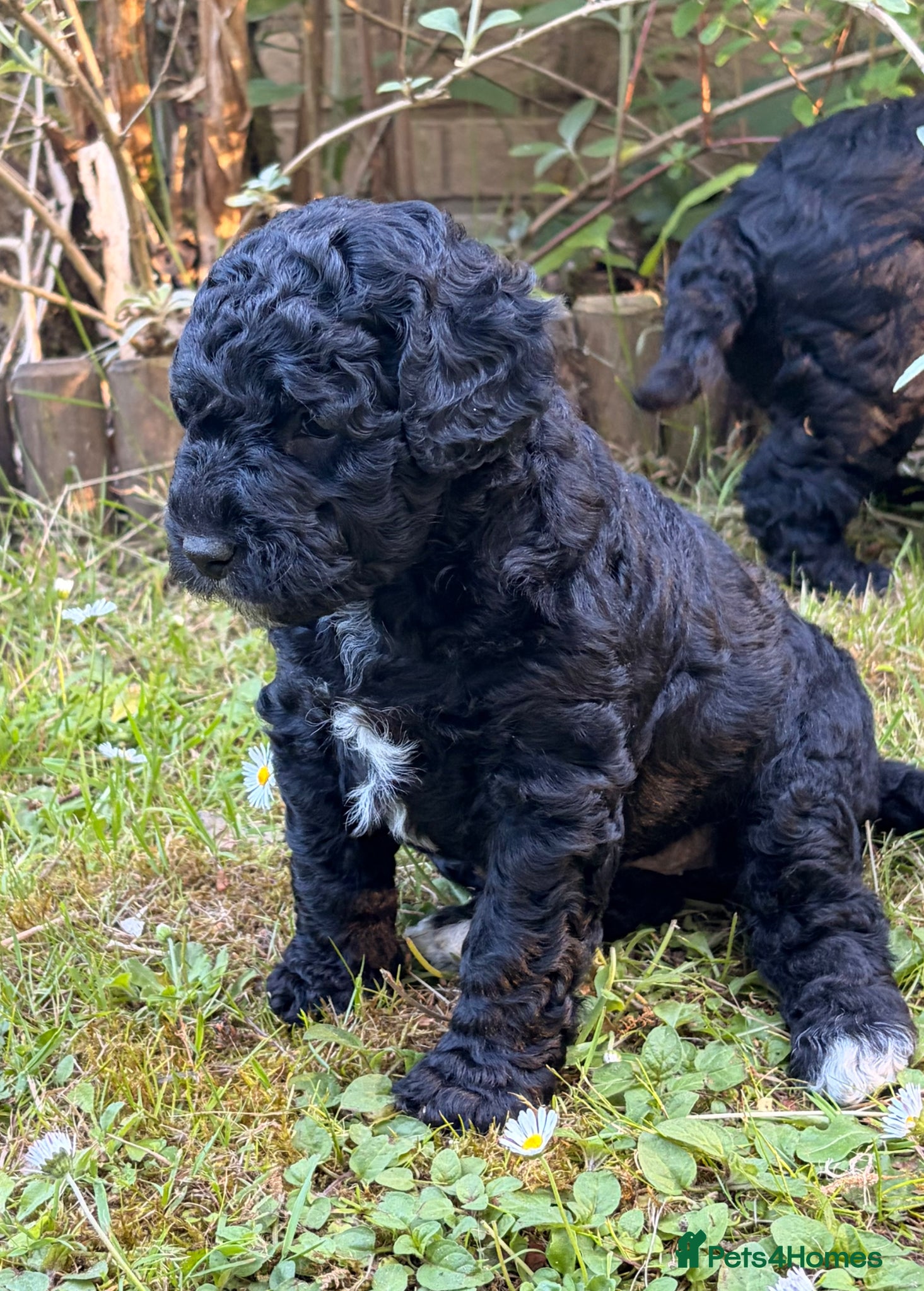 Double Doodle dogs Australian Labradoodle Puppies - Final Litter - Advert 2