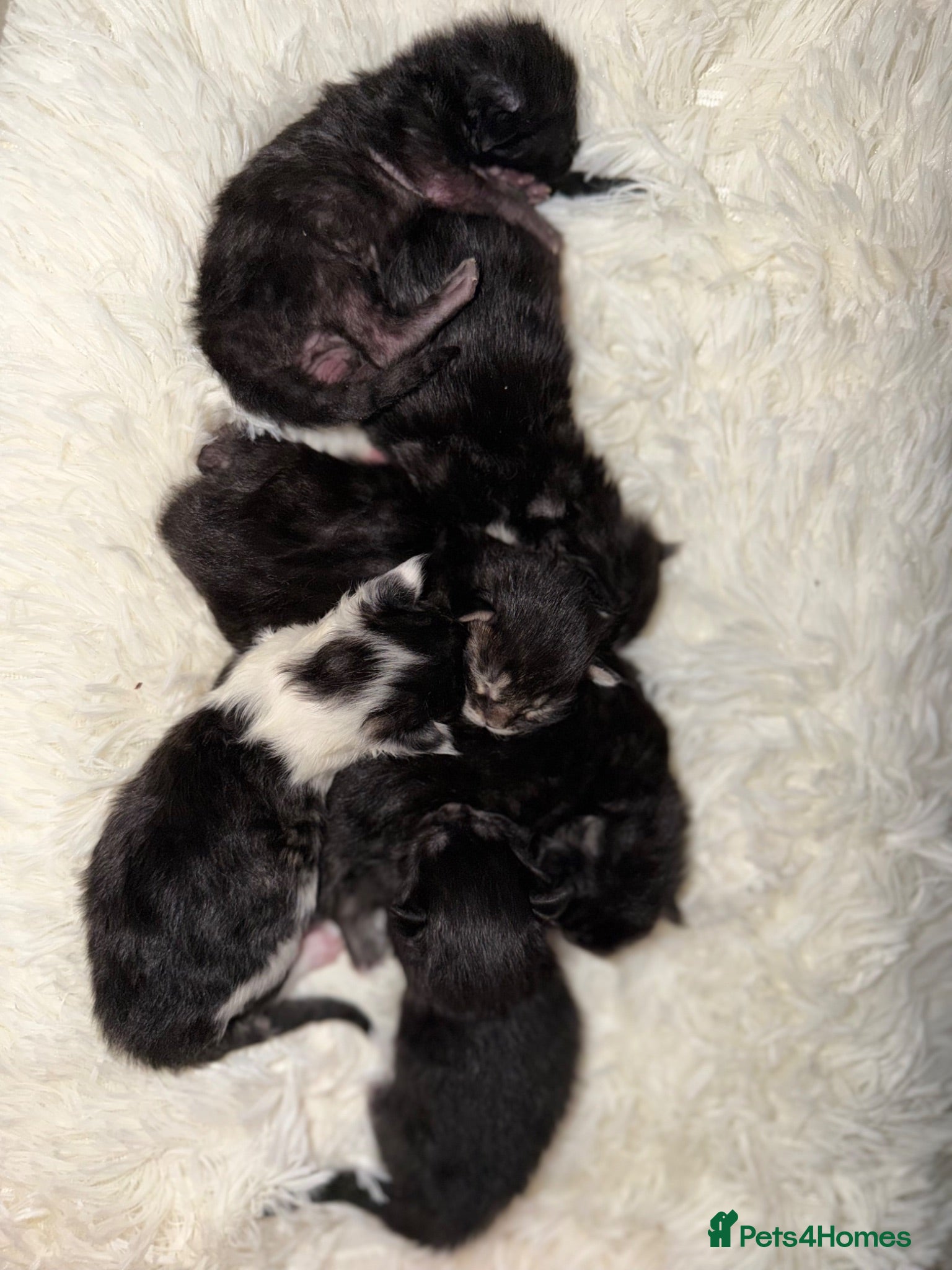 Maine Coon cats 6 beautiful Maine coon kittens  - Advert 14