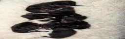Maine Coon cats for sale: 6 beautiful Maine coon kittens  - Advert 1