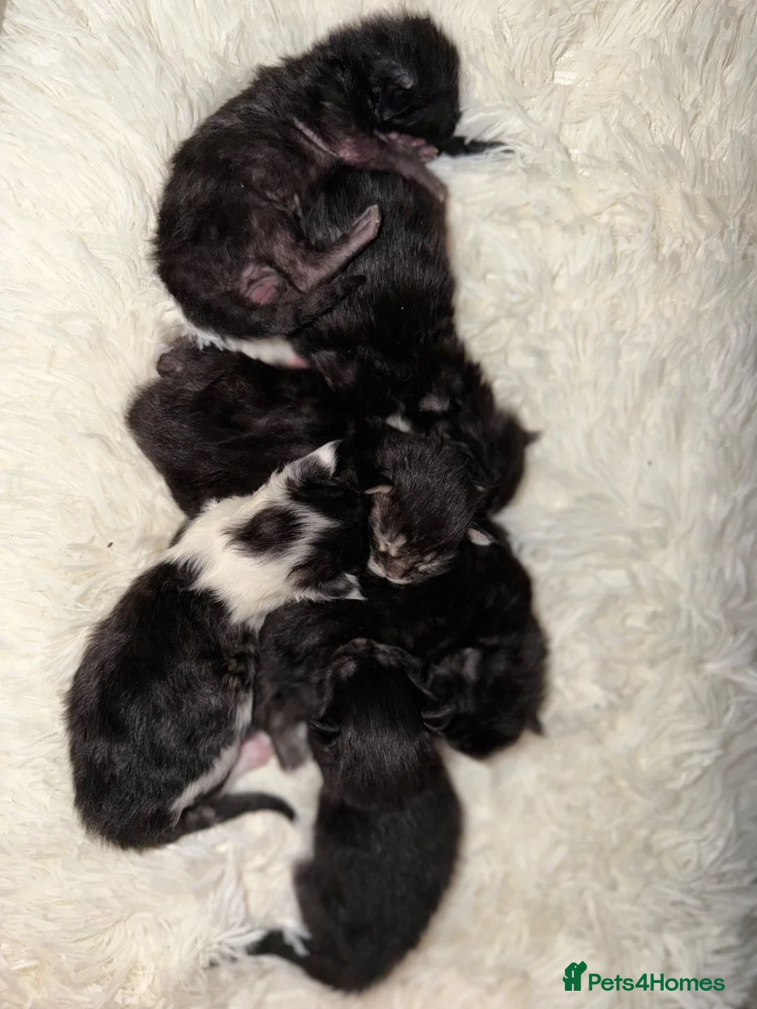 Maine Coon cats for sale: 6 beautiful Maine coon kittens  - Advert 1