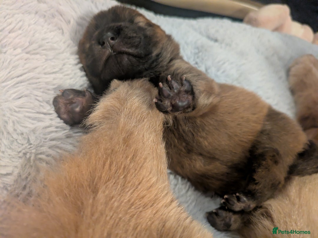 Chow Chow dogs for sale: CHAMPION BLOODLINE, 5 GENer KC pedigree DELIVERY!! - Advert 3