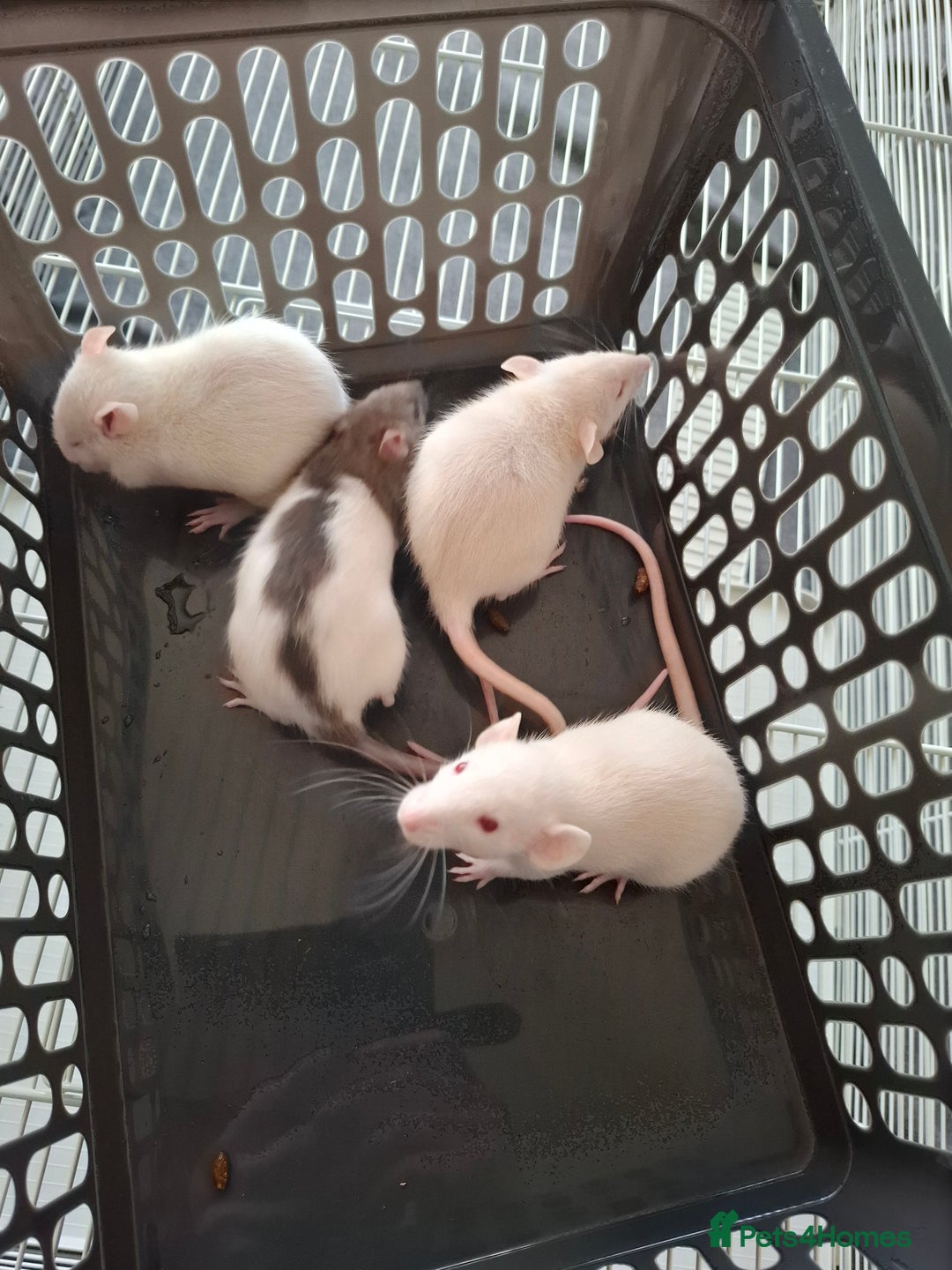 Rat rodents for sale: BABIES READY NOW - Advert 3