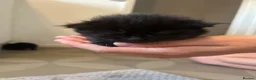 Mixed Breed cats for sale: 3 female 4 week old kittens - Advert 2