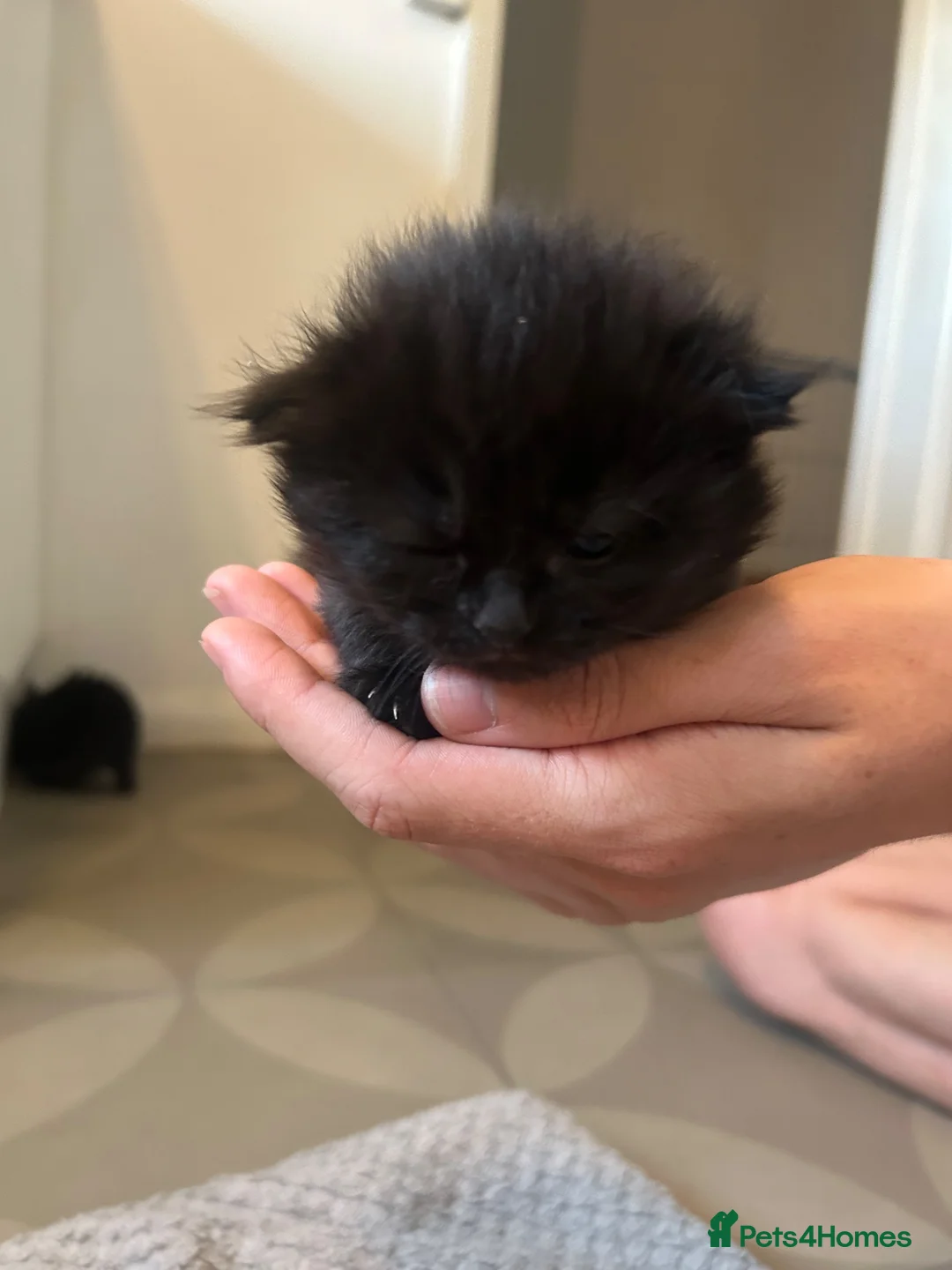 Mixed Breed cats for sale: 3 female 4 week old kittens - Advert 2