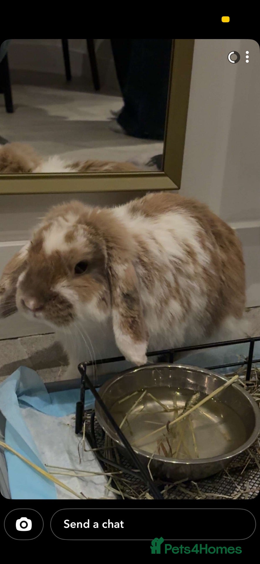 Mini Lop rabbits Bambi - Advert 1