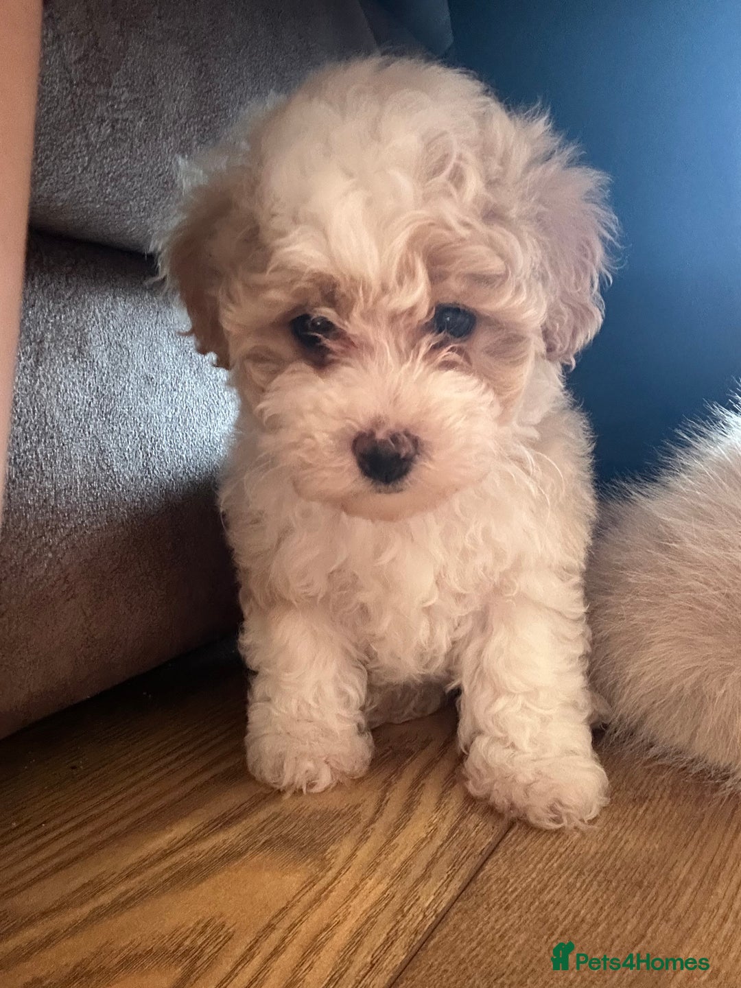 Maltipoo dogs for sale: Maltipoo puppy girl - Advert 2
