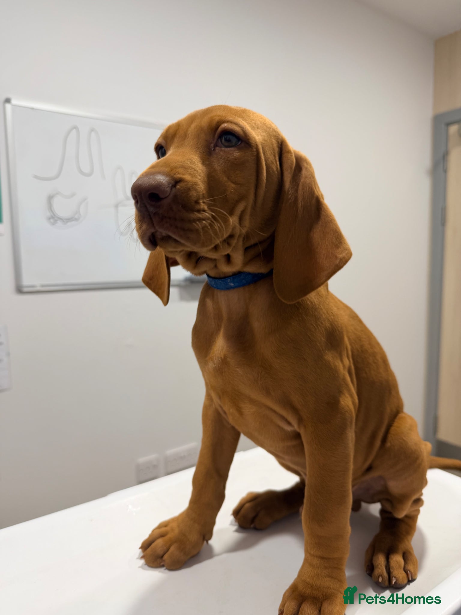 Hungarian Vizsla dogs READY NOW Beautiful KC Reg. Vizsla Pups - Advert 2