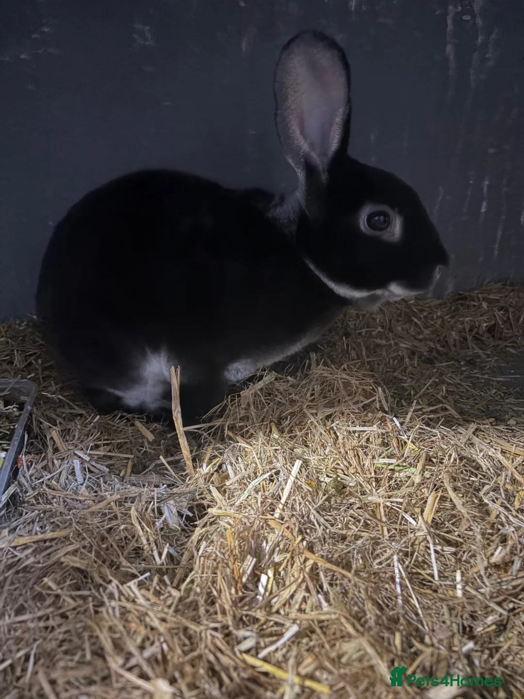 Mixed Breed rabbits for sale: Rex and English spots  - Advert 11