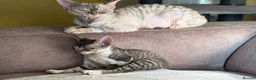 Devon Rex cats for sale: Last available baby girl-sild - Advert 7