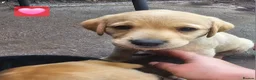 Labrador Retriever dogs for sale: Ready Now Last Male Labrador (BLUE) 🐶🐾 - Advert 35