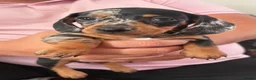 Dachshund dogs for sale: Beautiful miniature daschund puppies - Advert 6