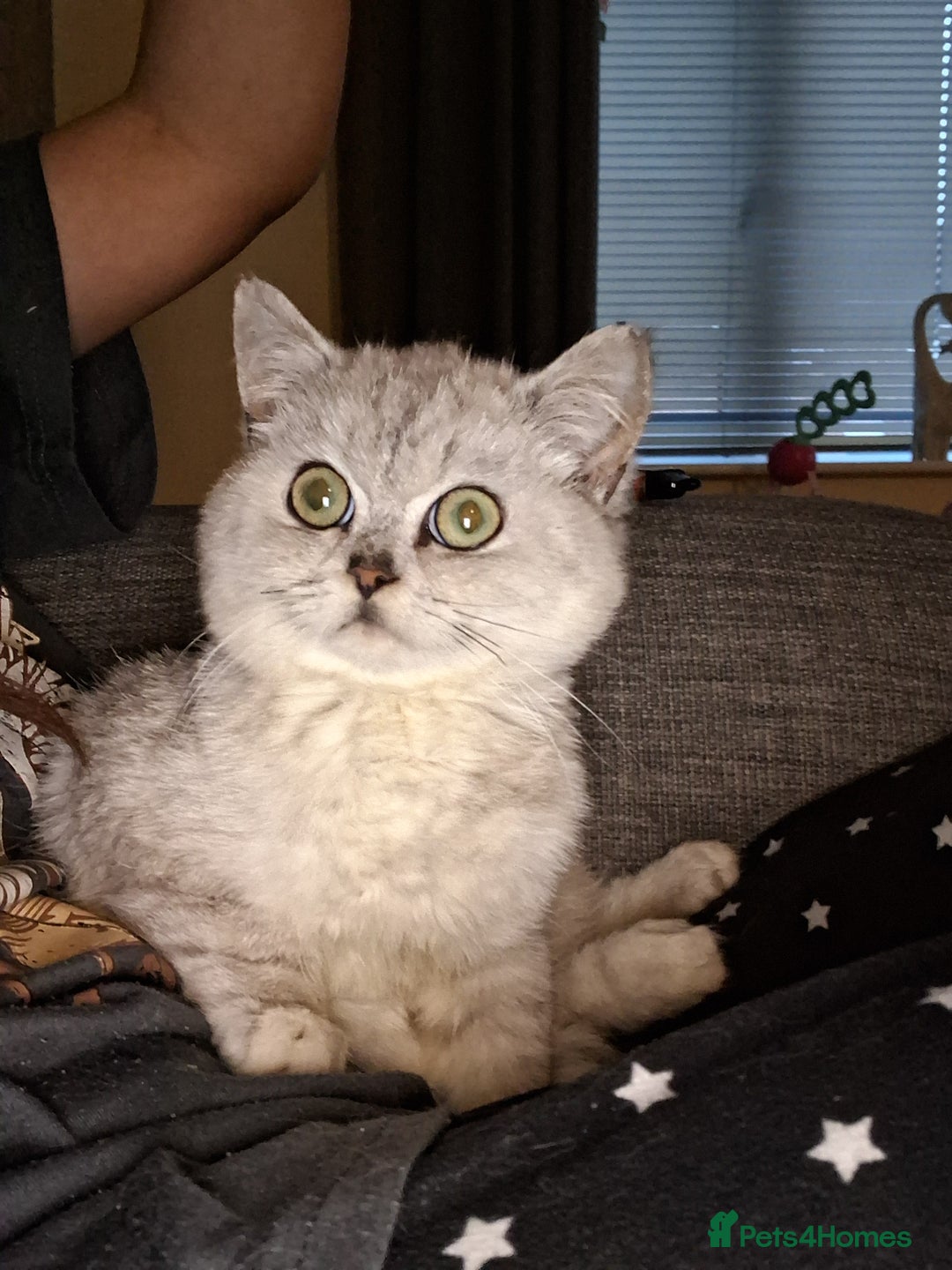 Exotic cats for sale: Persian c british shorthair  - Image 7