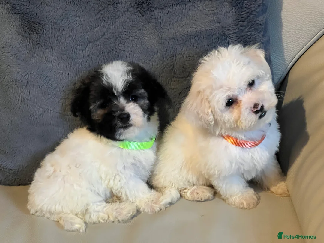 Malshi dogs for sale: Malshi puppies  - Advert 2