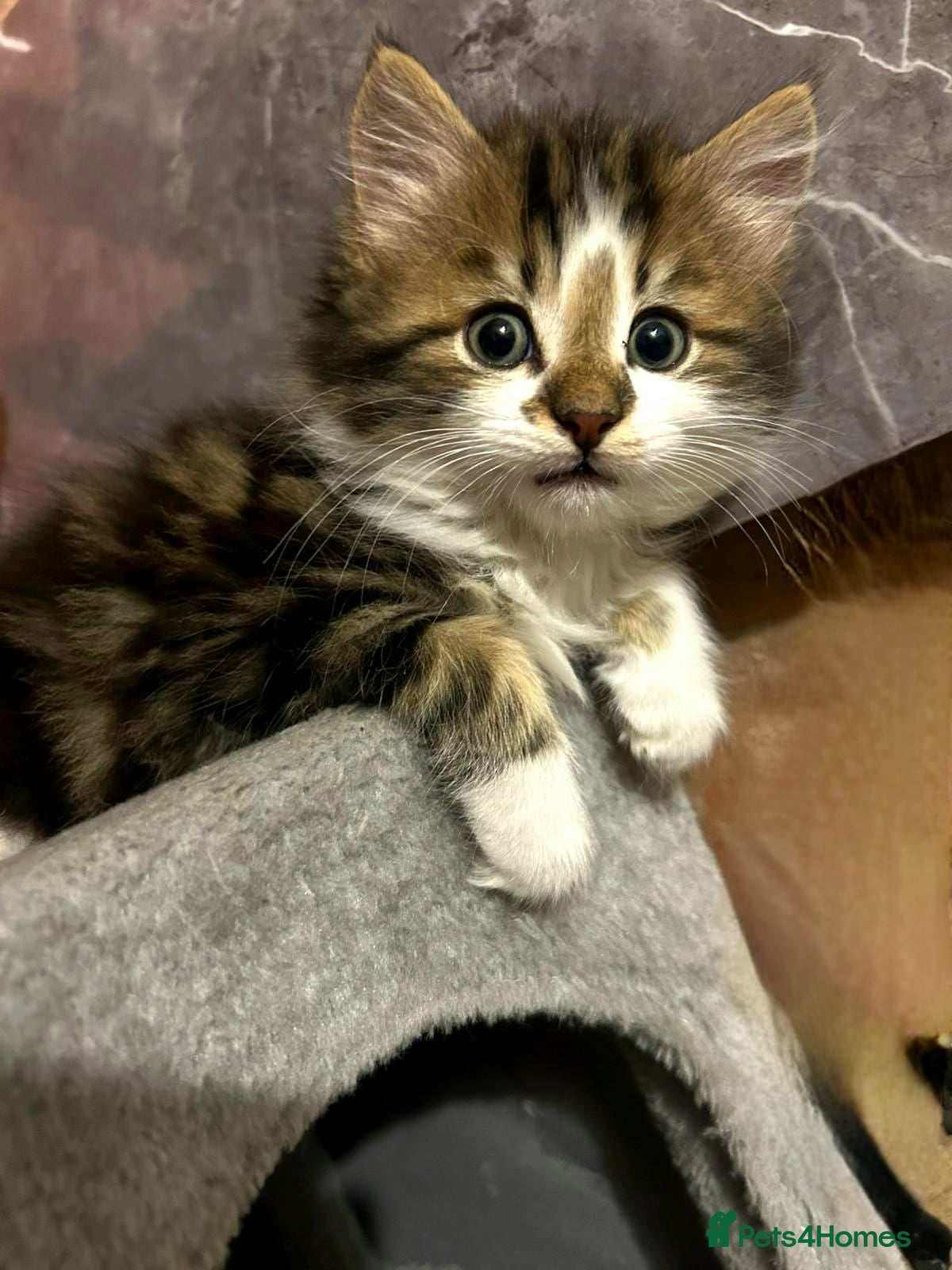 Maine Coon cats Kittens - Advert 10