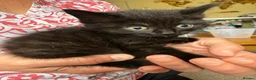 Mixed Breed cats for sale: Gorgeous Litter of BSH X Long Haired Kittens in Usk - Advert 3