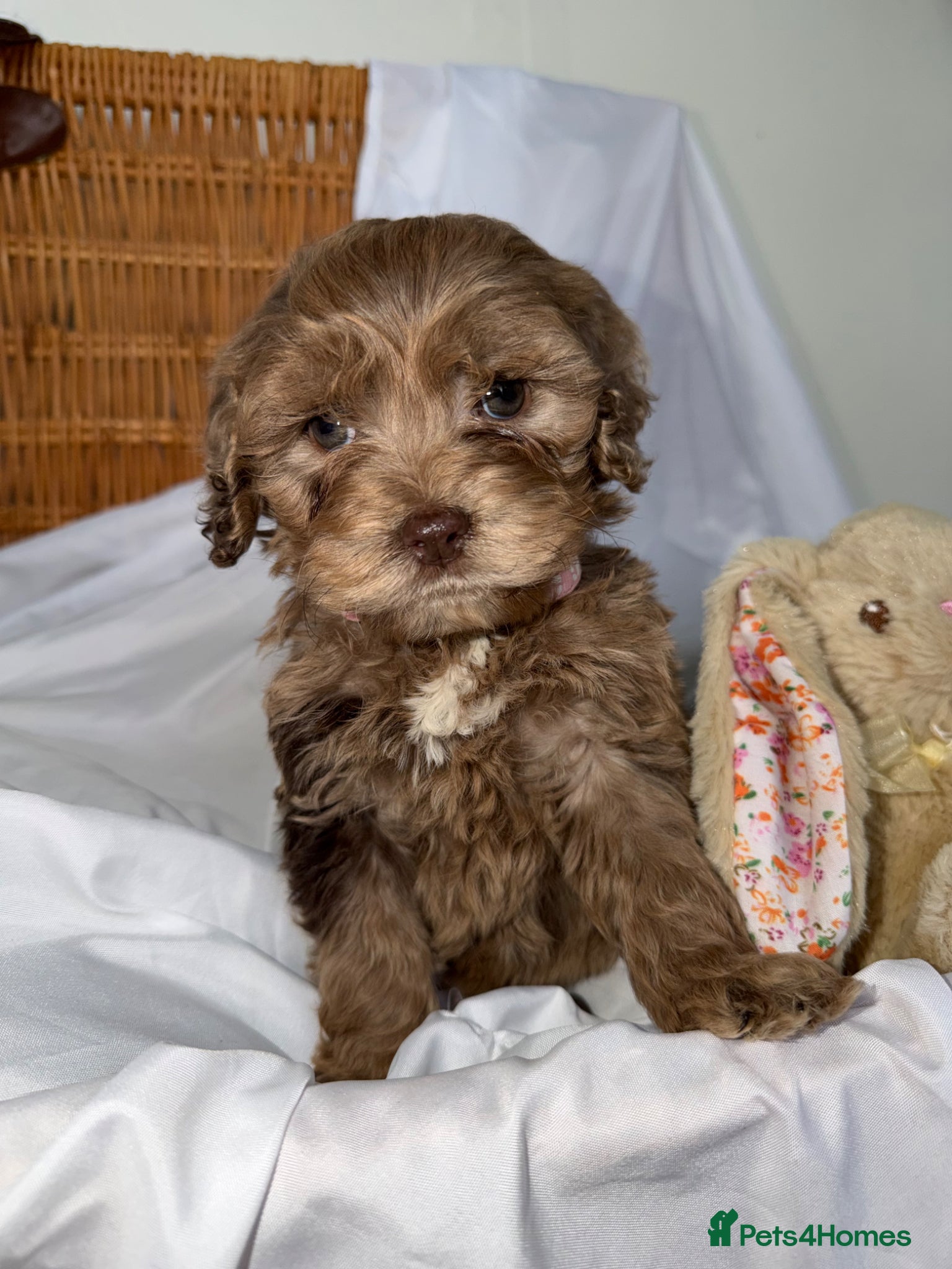 Cockapoo dogs Cockapoo puppies  - Advert 1