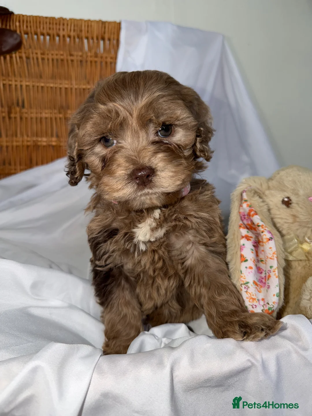 Cockapoo dogs for sale: Cockapoo puppies  - Advert 1