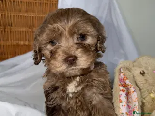 Cockapoo dogs Cockapoo puppies - Advert 1