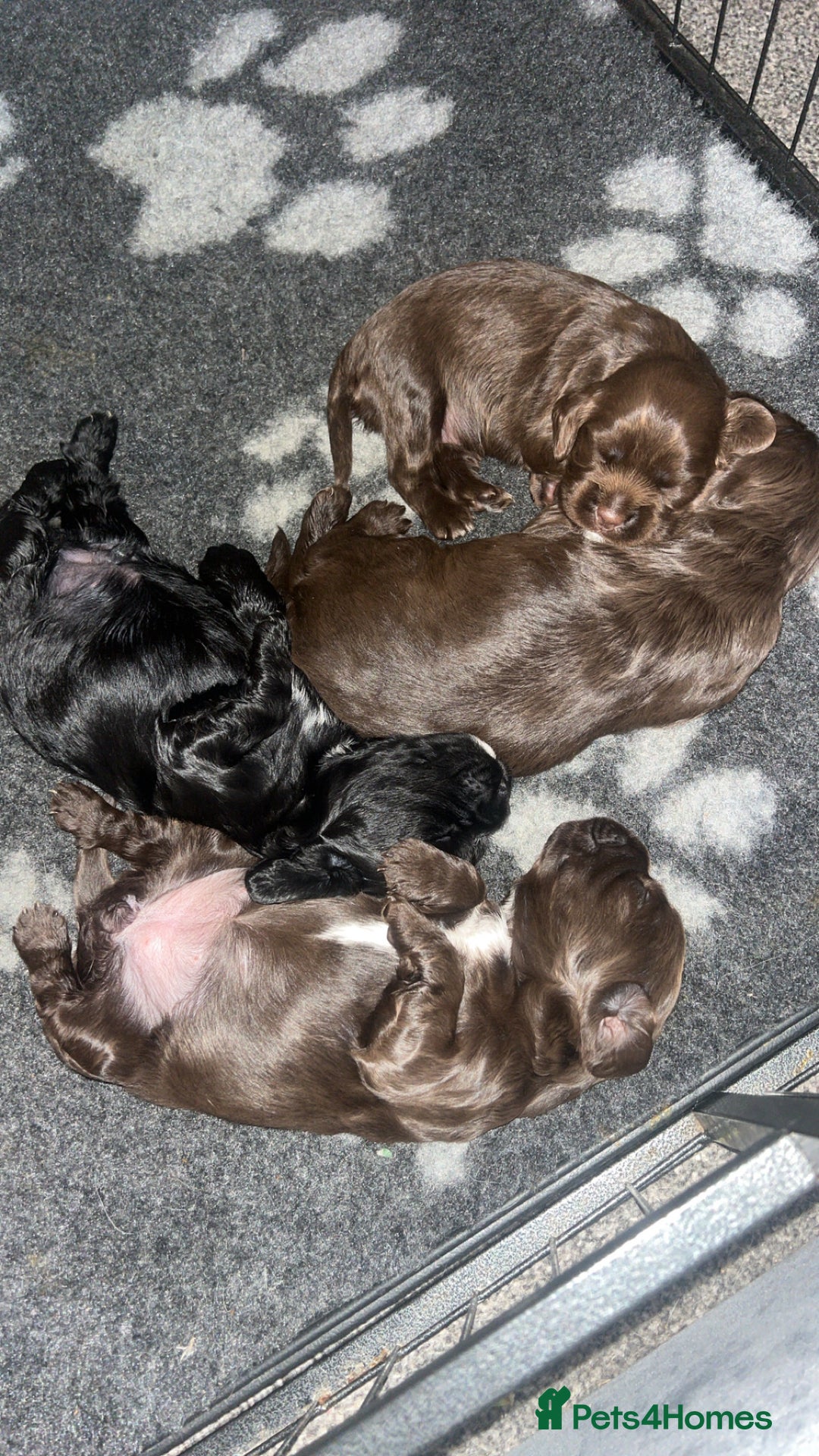 Sprocker dogs for sale: Beautiful litter of 4🫶 - Advert 5