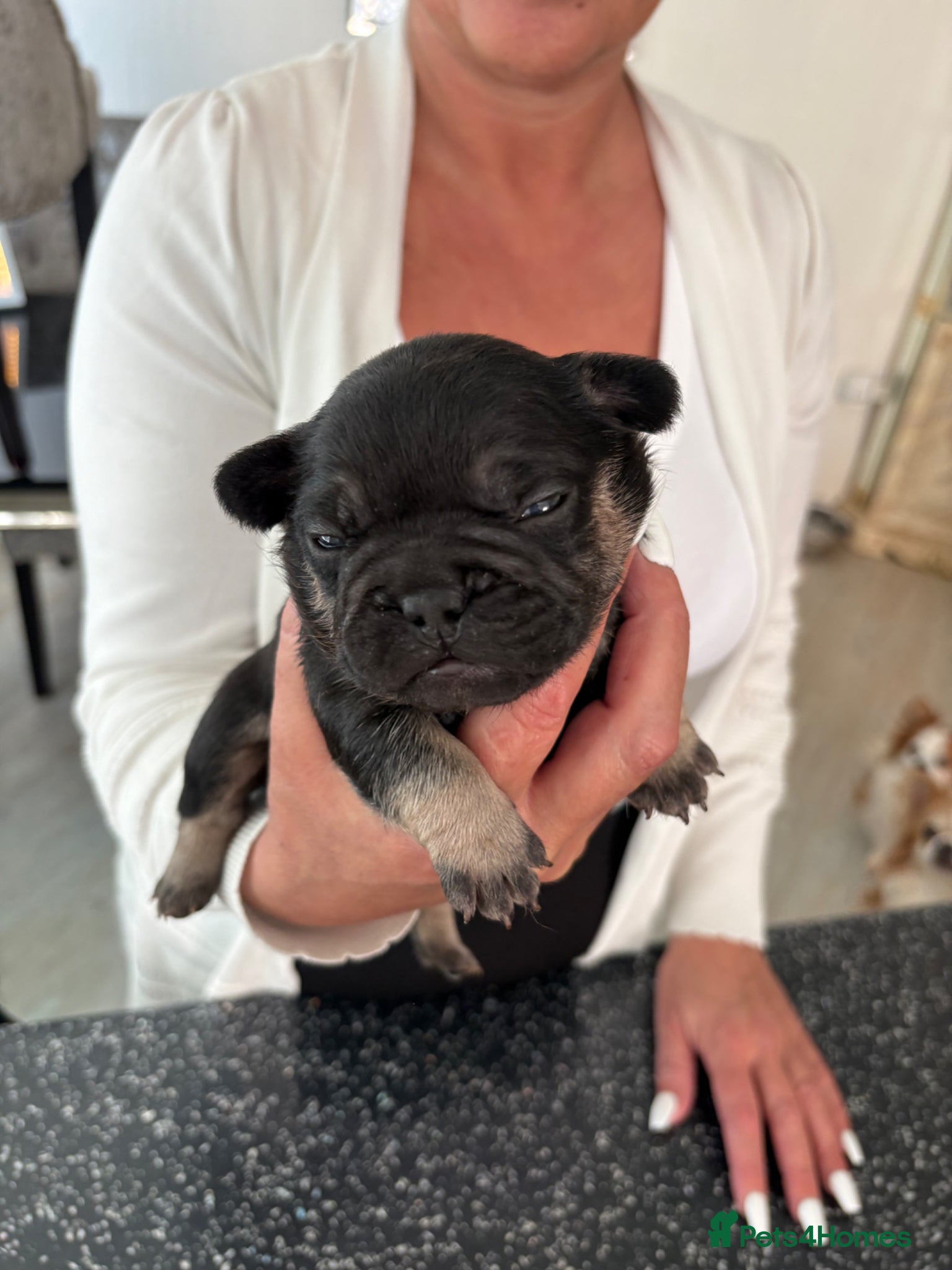 French Bulldog dogs Stunning French bulldogs  - Advert 2