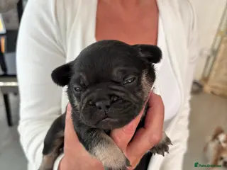 French Bulldog dogs Stunning French bulldogs - Advert 5