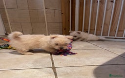 Cairn Terrier dogs for sale: Stunning cairn terrier puppies  - Image 2