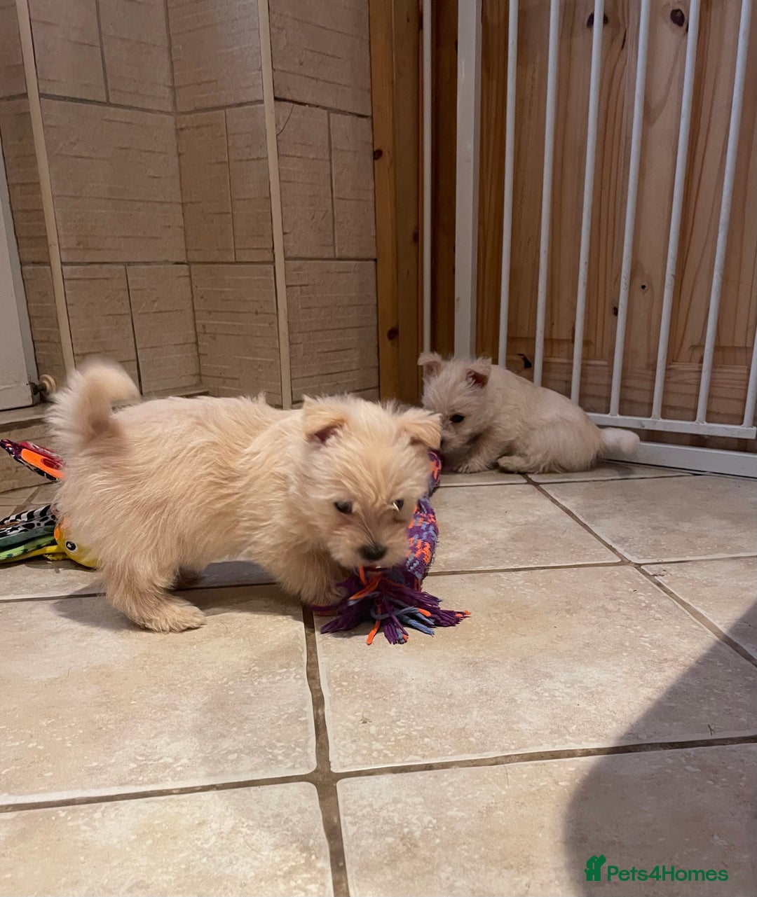 Cairn Terrier dogs for sale: Stunning cairn terrier puppies  - Image 2