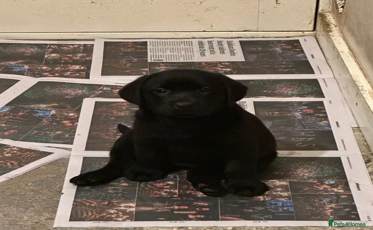 Labrador Retriever dogs - Advert 12