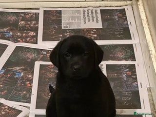 Labrador Retriever dogs Labrador Retriever Puppies, 2 black boys remaining - Advert 18