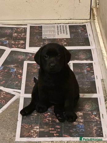 Labrador Retriever dogs - Advert 12