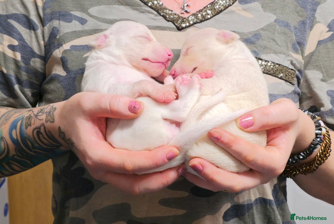 Whippet dogs for sale: KC Registered Small Whippet Puppies - Advert 22