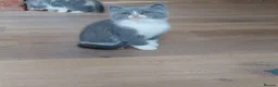 British Shorthair cats for sale: 5 GCCF REGISTERED KITTENS - Advert 15