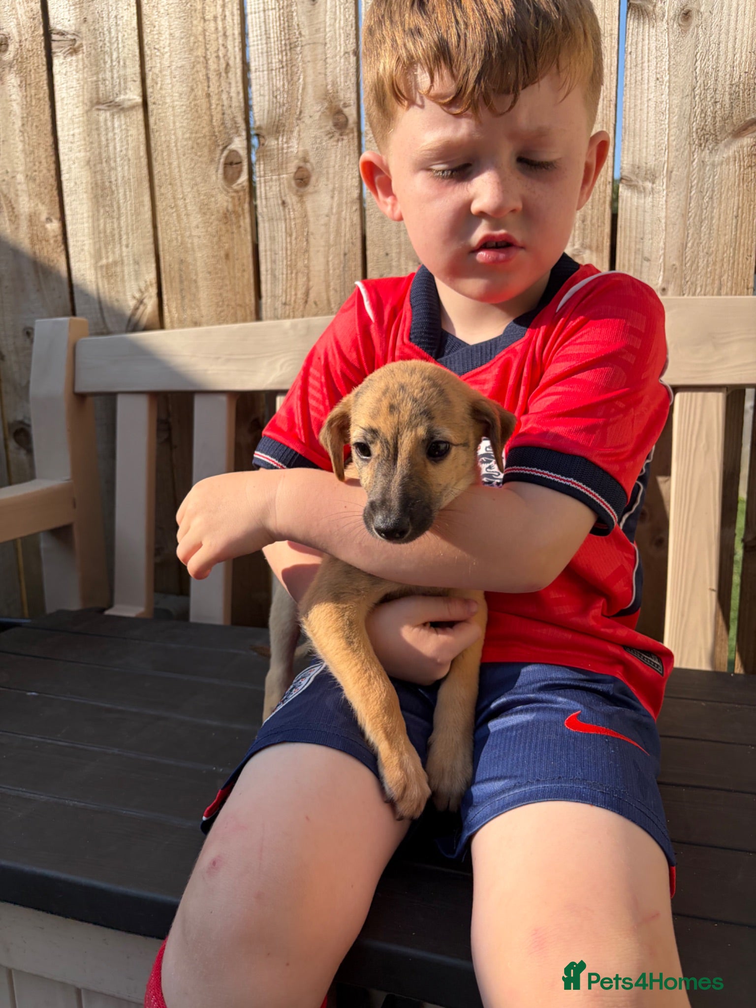 Lurcher dogs Genuine 3/4 whippet 1/4 collie pups for sale  - Advert 18