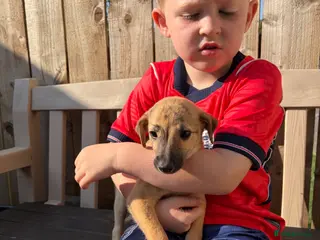 Lurcher dogs Genuine 3/4 whippet 1/4 collie pups for sale - Advert 18