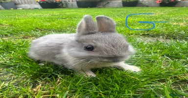Netherland Dwarf rabbits - Advert 4