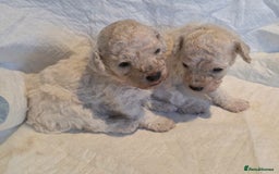 Toy Poodle dogs for sale: Exceptional toy poodles RESERVE LIST NOW OPEN! - Image 4