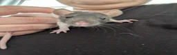 Rat rodents for sale: Make & Female baby rats looking for a loving home. in Bargoed - Advert 7