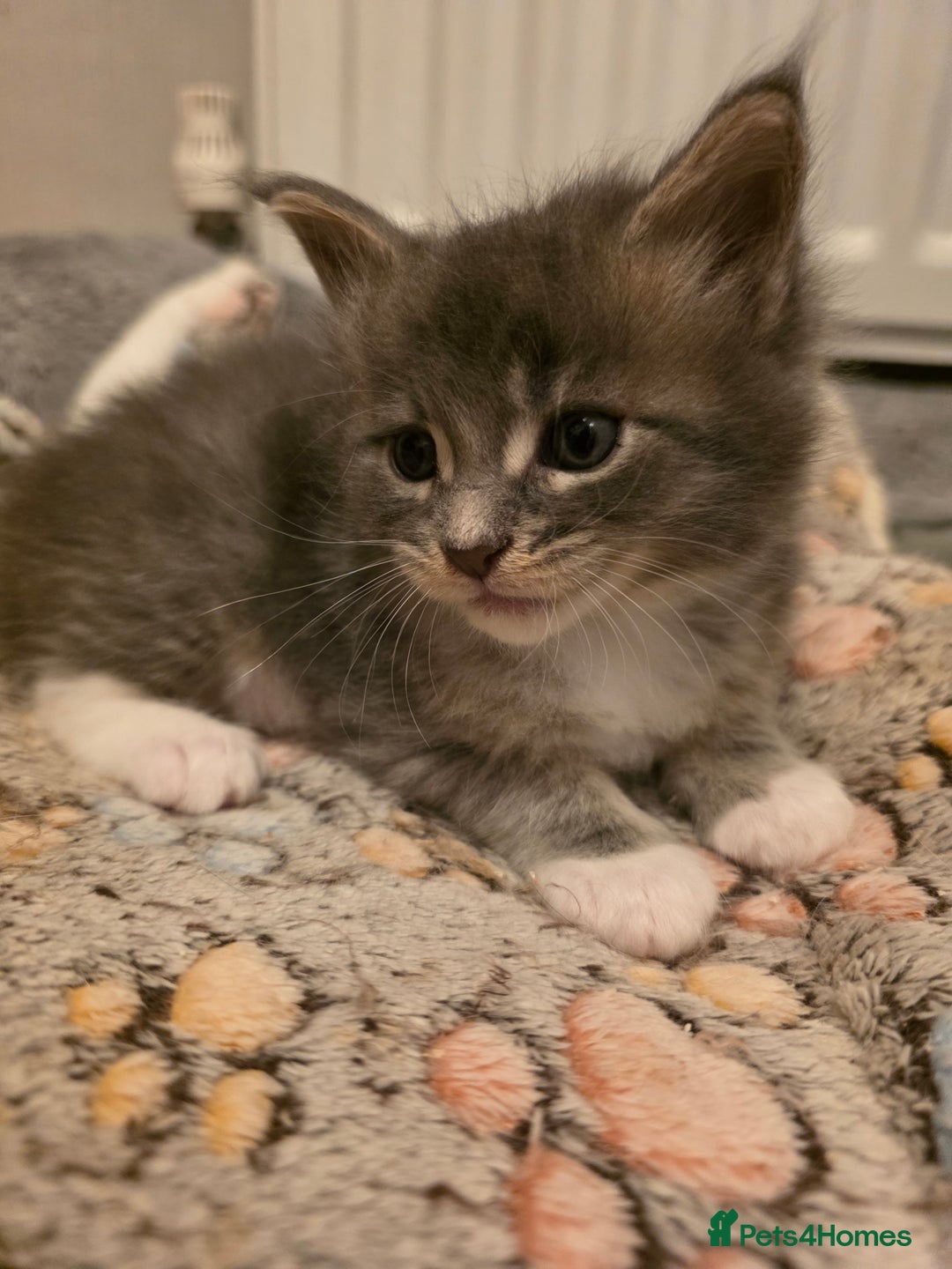 Maine Coon cats for sale: Beautiful Maine Coon Kittens 4 boys/2girl  - Advert 32