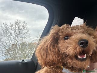 Toy Poodle dogs Our Little Mylo ready for stud duties ⭐️ - Advert 1