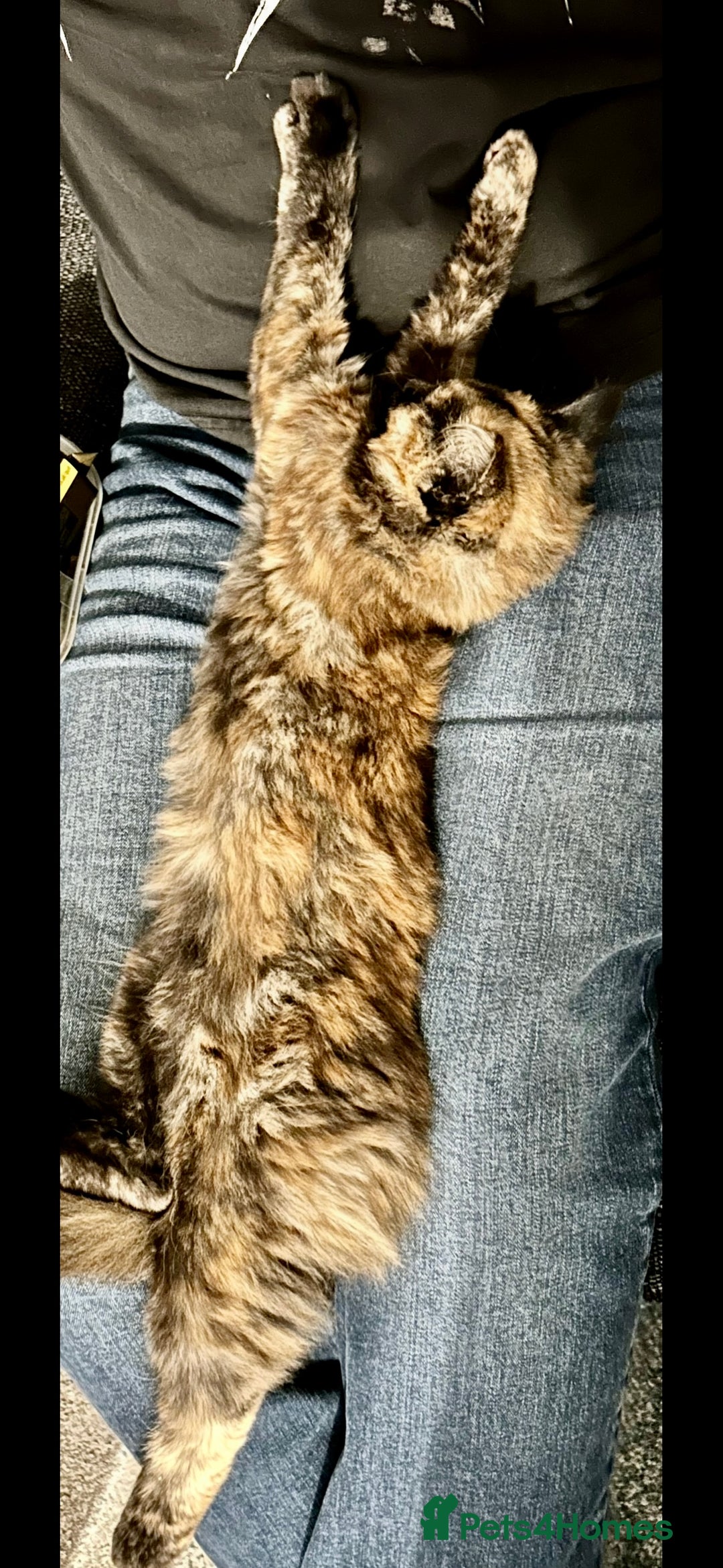 British Longhair cats for sale: FREE: re-home tortoise shell and tabby  - Image 4