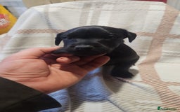 Mixed Breed dogs for sale: Patterdale/ fell terriers/ lakeland  - Image 9
