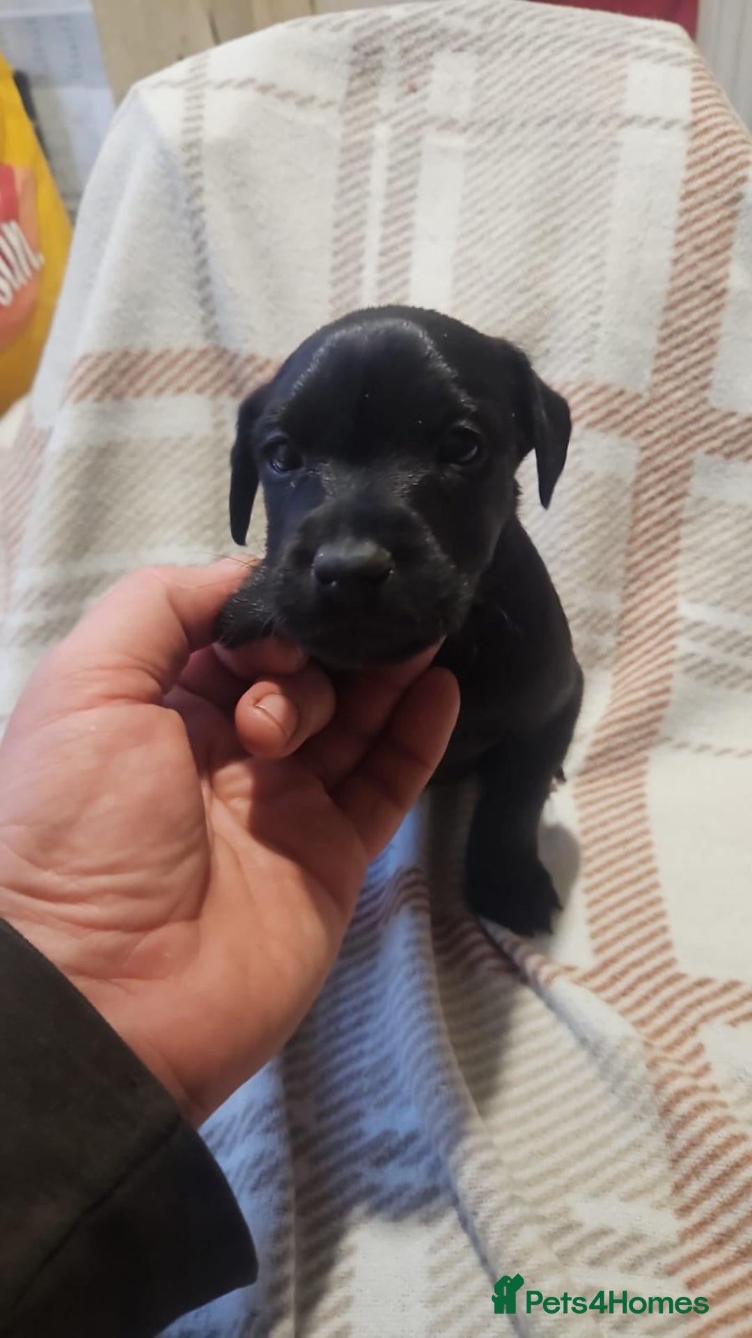 Mixed Breed dogs for sale: Patterdale/ fell terriers/ lakeland  - Image 9