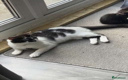 Mixed Breed cats for sale: Male Cat - Image 4