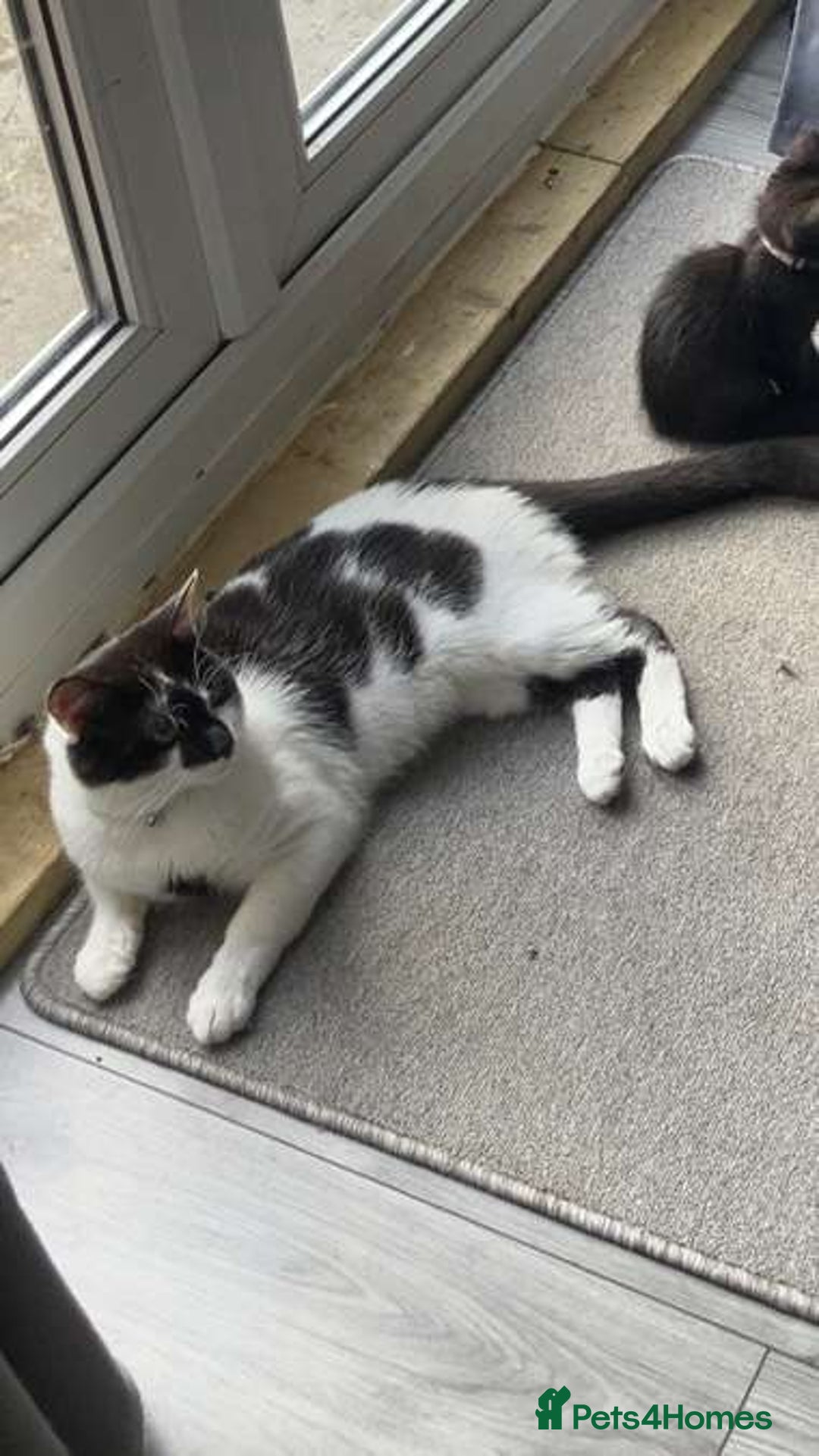 Mixed Breed cats for sale: Male Cat - Image 4